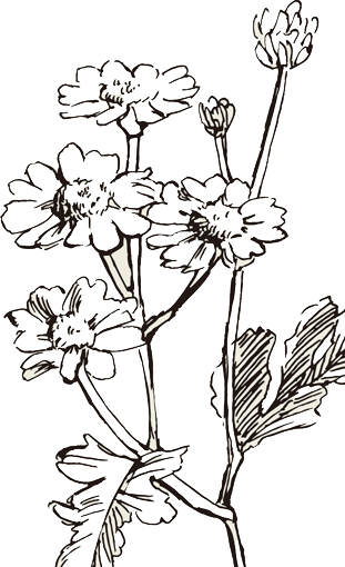 Style Gallery Style Gallery